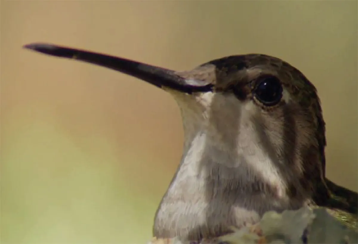 บ้านของสัตว์ ตอน ทำเล