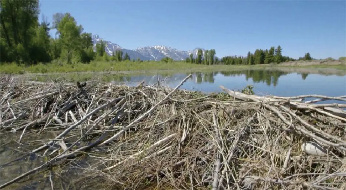 บ้านของสัตว์ ตอน ทำเล