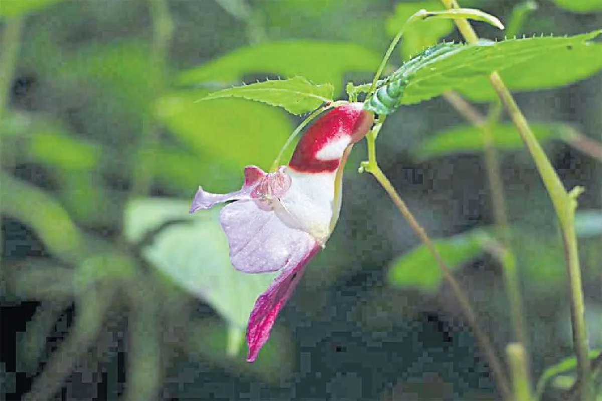 พาหัวใจ...ไปดอยเชียงดาว