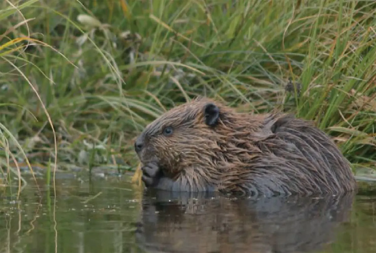 บ้านของสัตว์ ตอน ทำเล