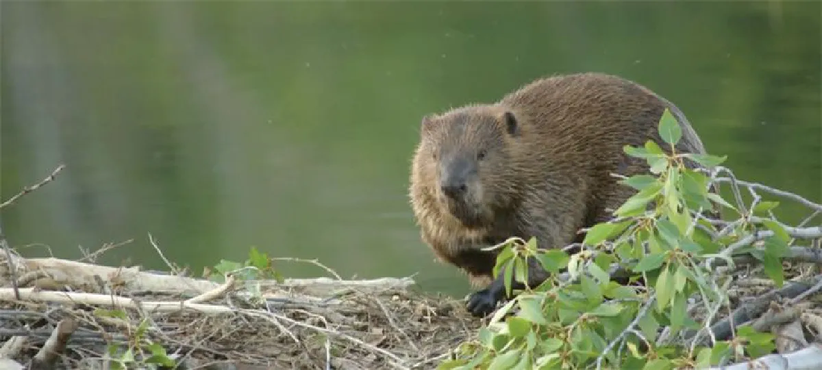 บ้านของสัตว์ ตอน ทำเล