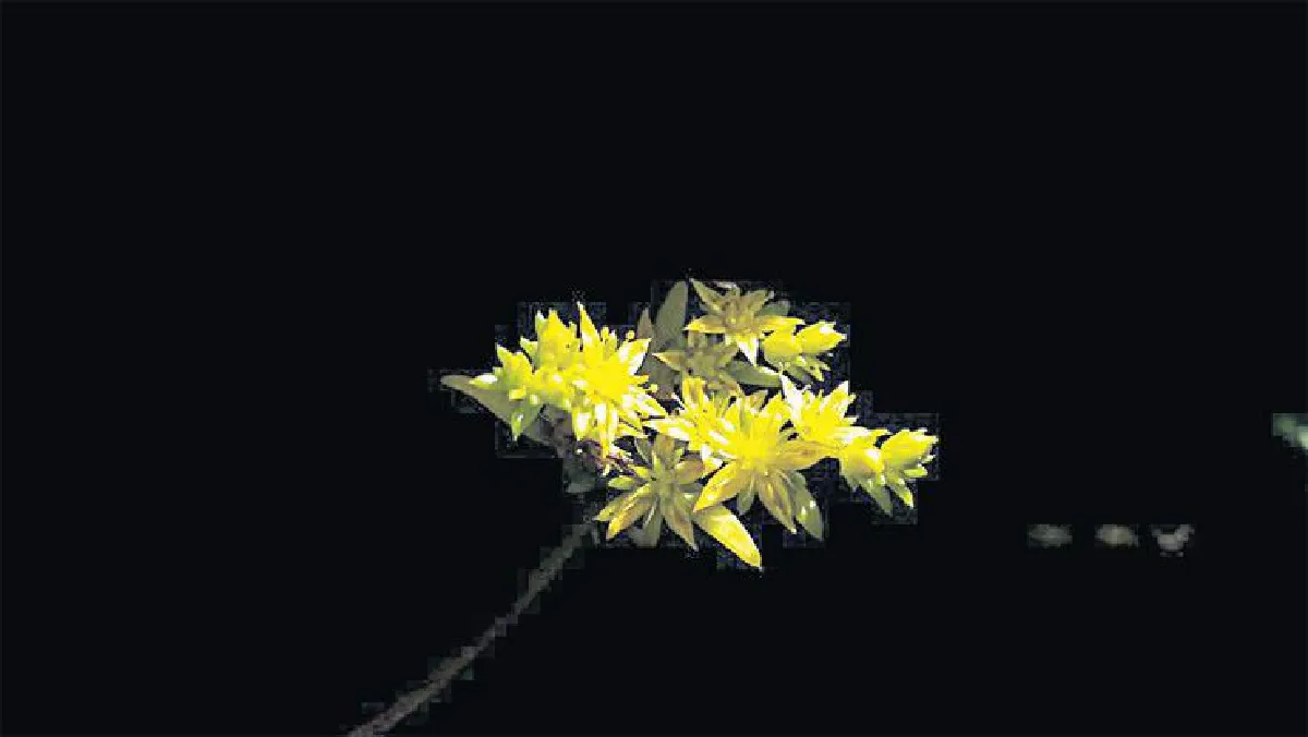 พาหัวใจ...ไปดอยเชียงดาว