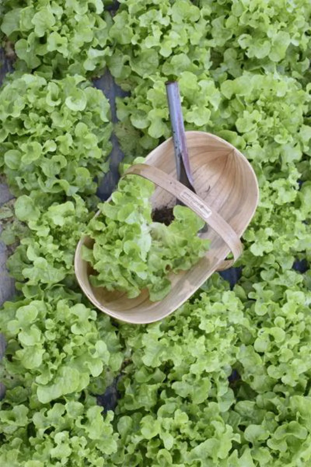 ‘ของขวัญโครงการหลวง’ สุขใจผู้ให้อิ่มใจผู้รับต้อนรับปี 2560