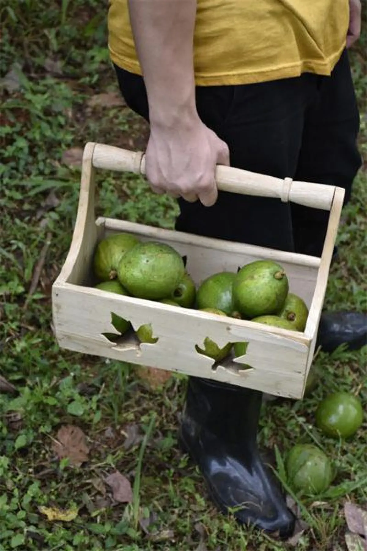 ‘ของขวัญโครงการหลวง’ สุขใจผู้ให้อิ่มใจผู้รับต้อนรับปี 2560