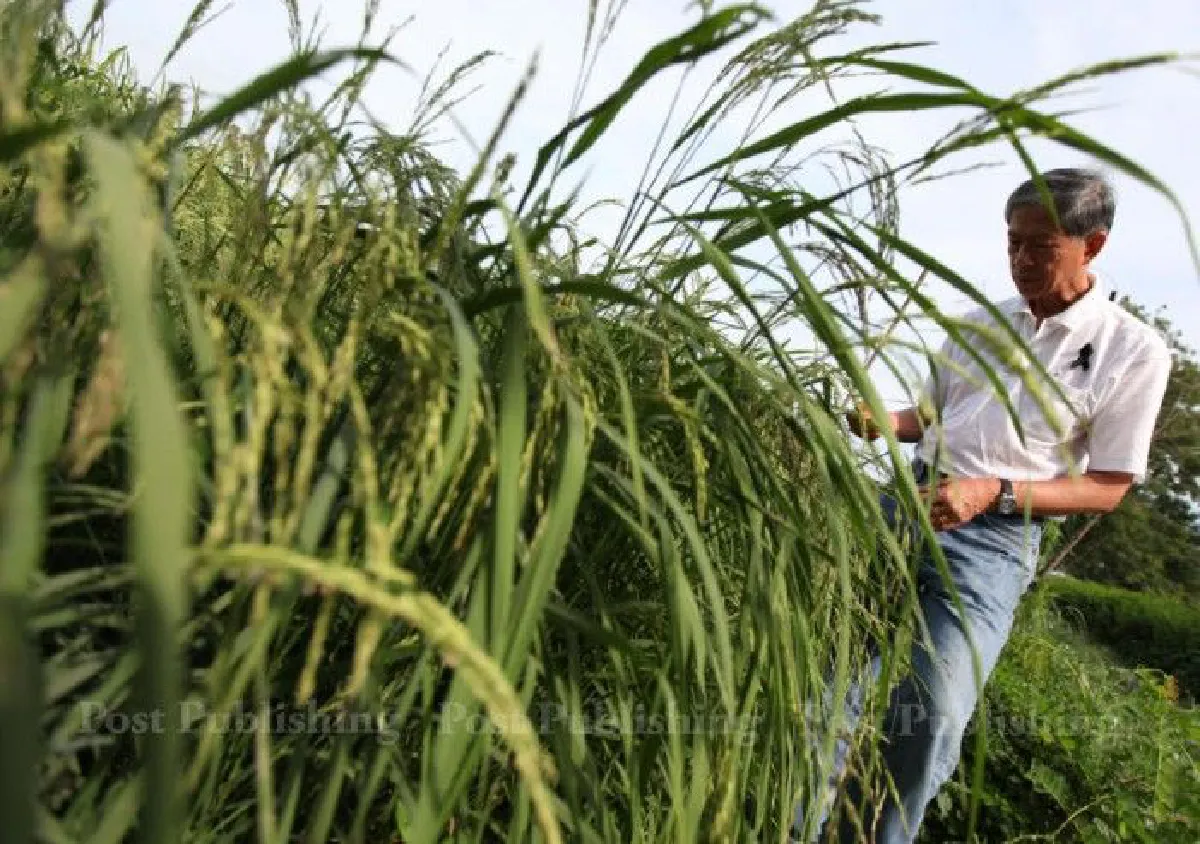 "เมื่อทุกข์มากๆ วันนึงชาวนาจะตาสว่างเอง" เดชา ศิริภัทร ปราชญ์ชาวนา