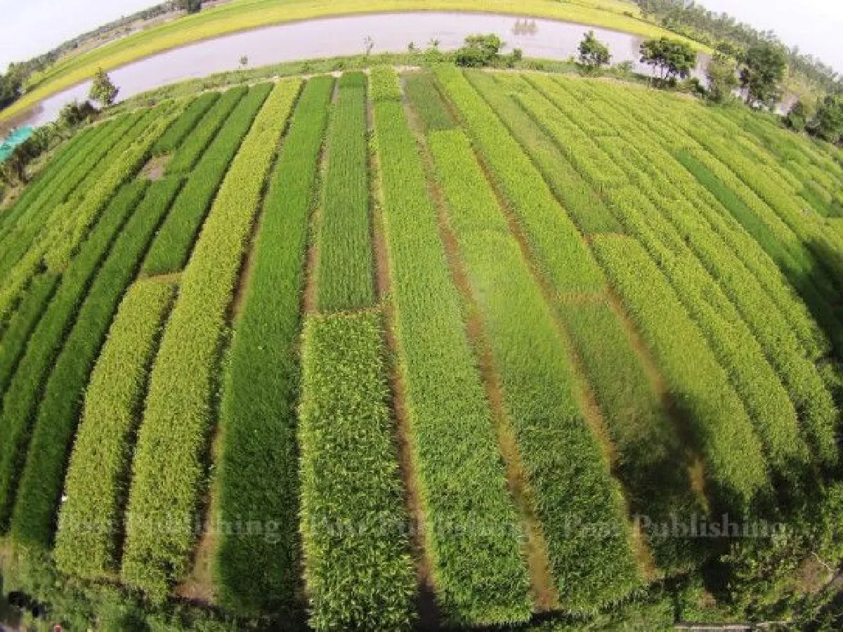 "เมื่อทุกข์มากๆ วันนึงชาวนาจะตาสว่างเอง" เดชา ศิริภัทร ปราชญ์ชาวนา