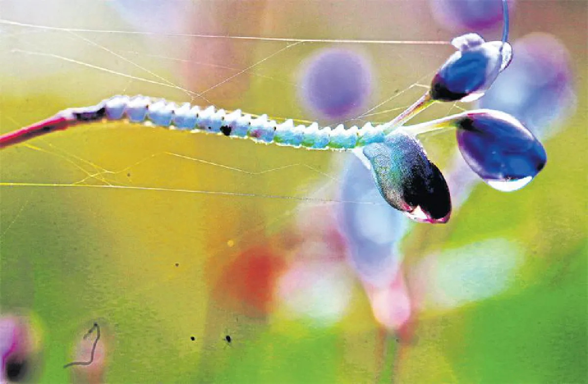 ความยิ่งใหญ่ของดอกไม้กระจิริด