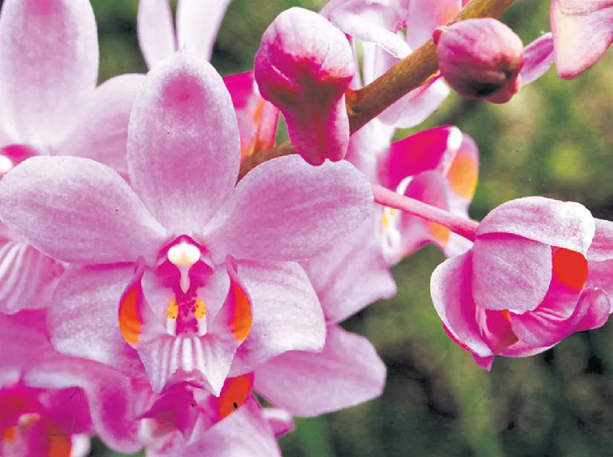 ความยิ่งใหญ่ของดอกไม้กระจิริด