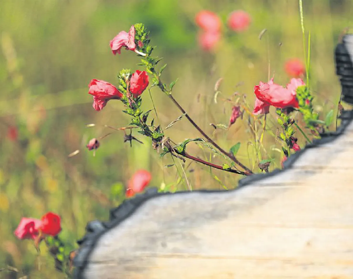 ความยิ่งใหญ่ของดอกไม้กระจิริด