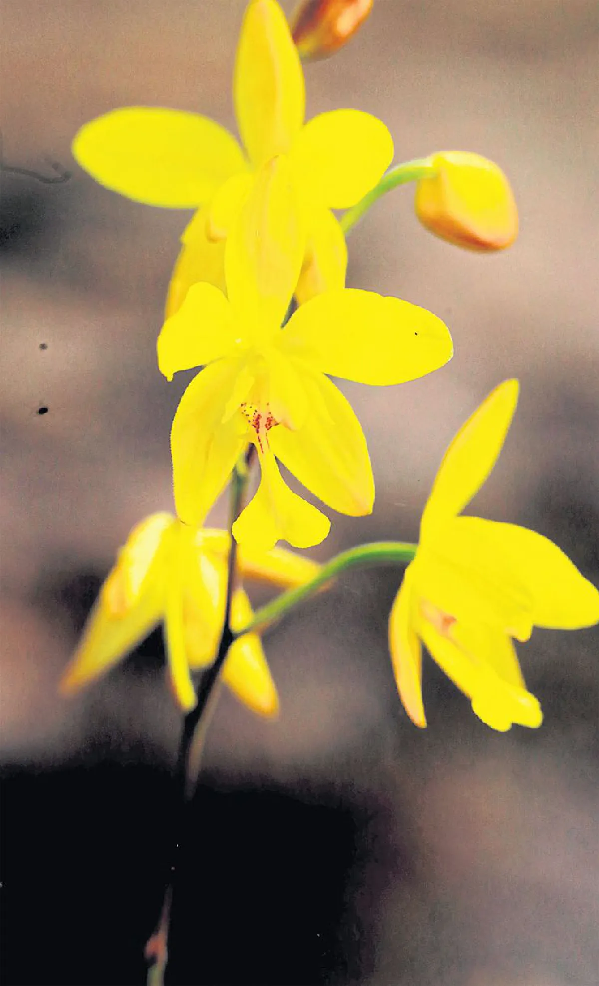 ความยิ่งใหญ่ของดอกไม้กระจิริด