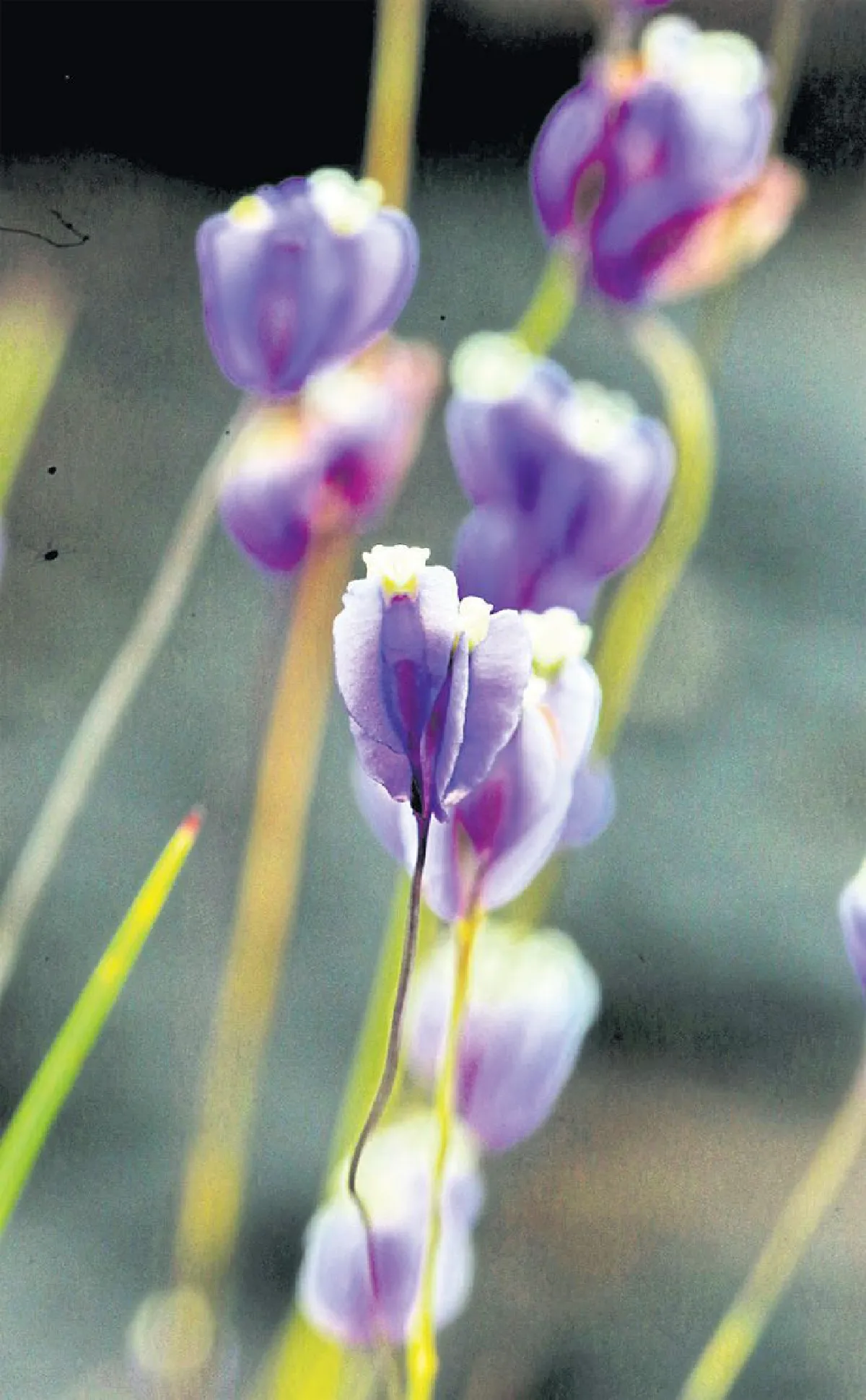 ความยิ่งใหญ่ของดอกไม้กระจิริด