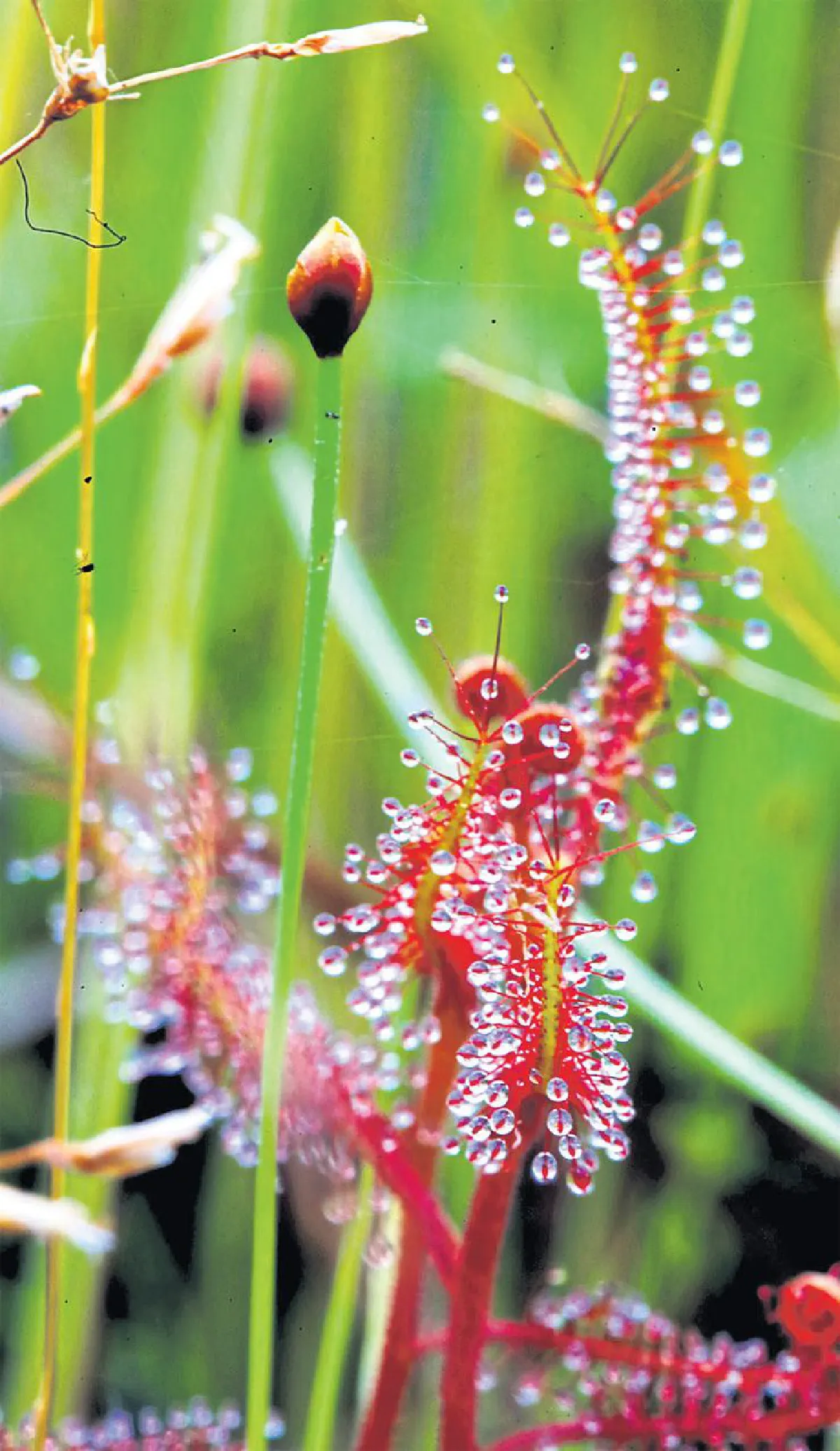 ความยิ่งใหญ่ของดอกไม้กระจิริด