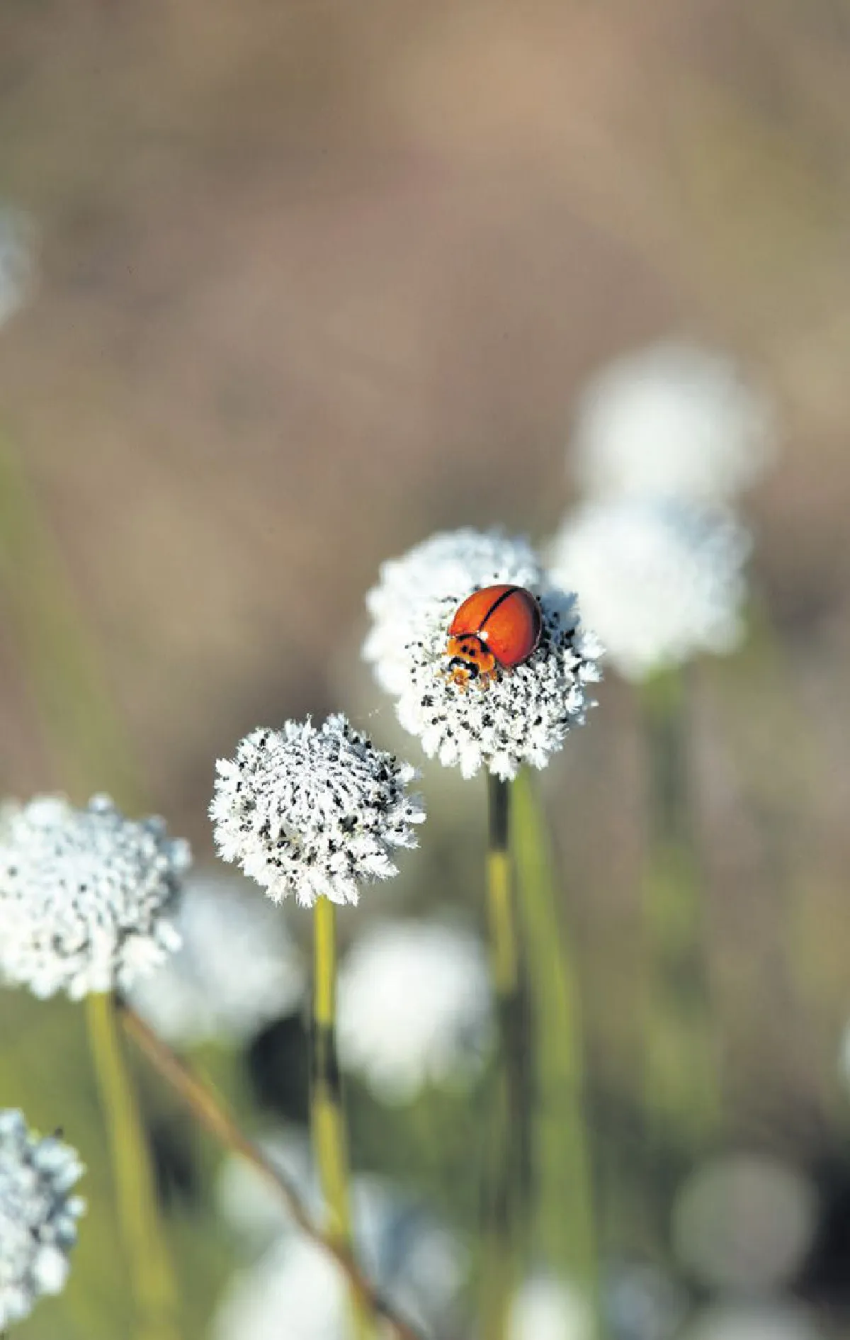 ความยิ่งใหญ่ของดอกไม้กระจิริด