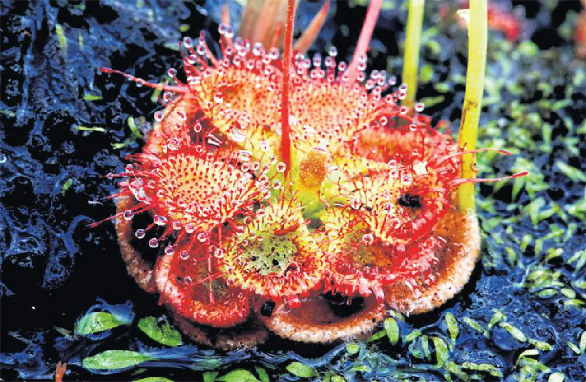 ความยิ่งใหญ่ของดอกไม้กระจิริด