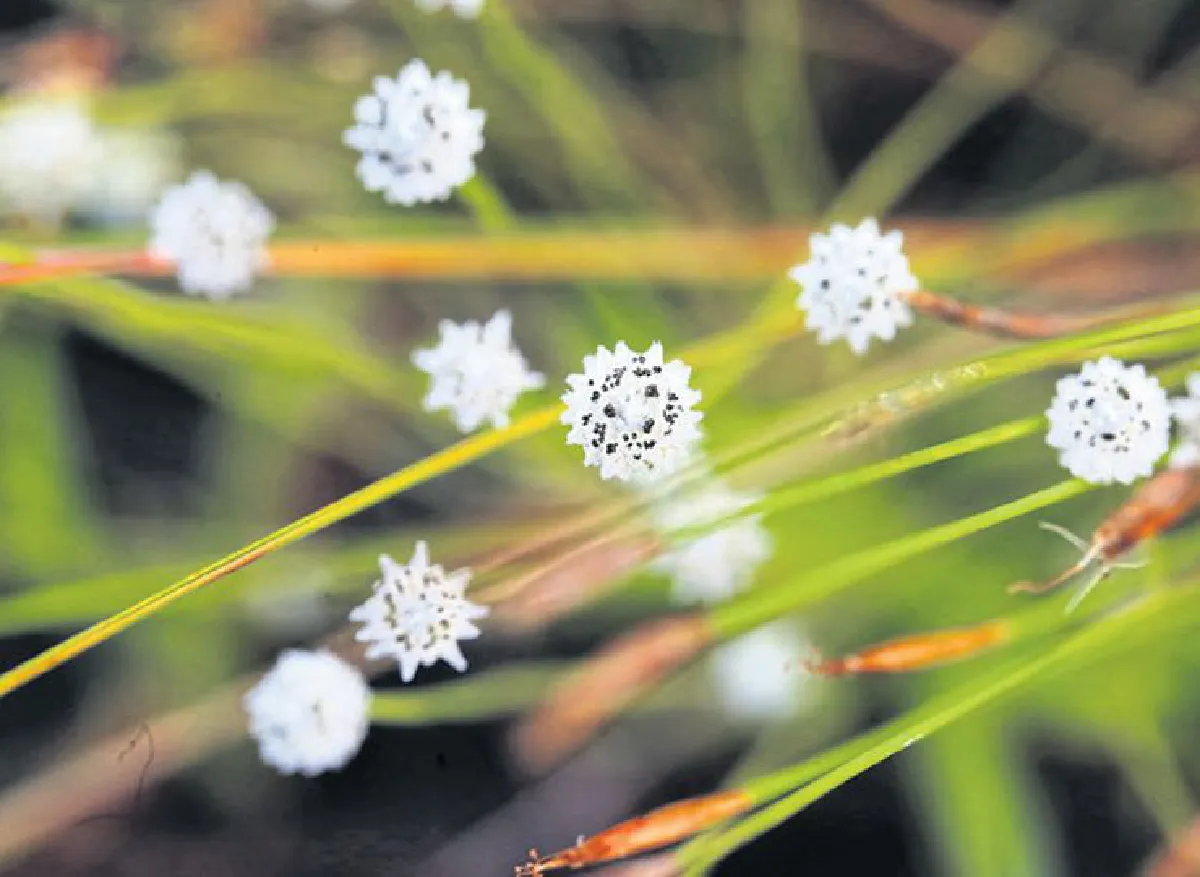 ความยิ่งใหญ่ของดอกไม้กระจิริด