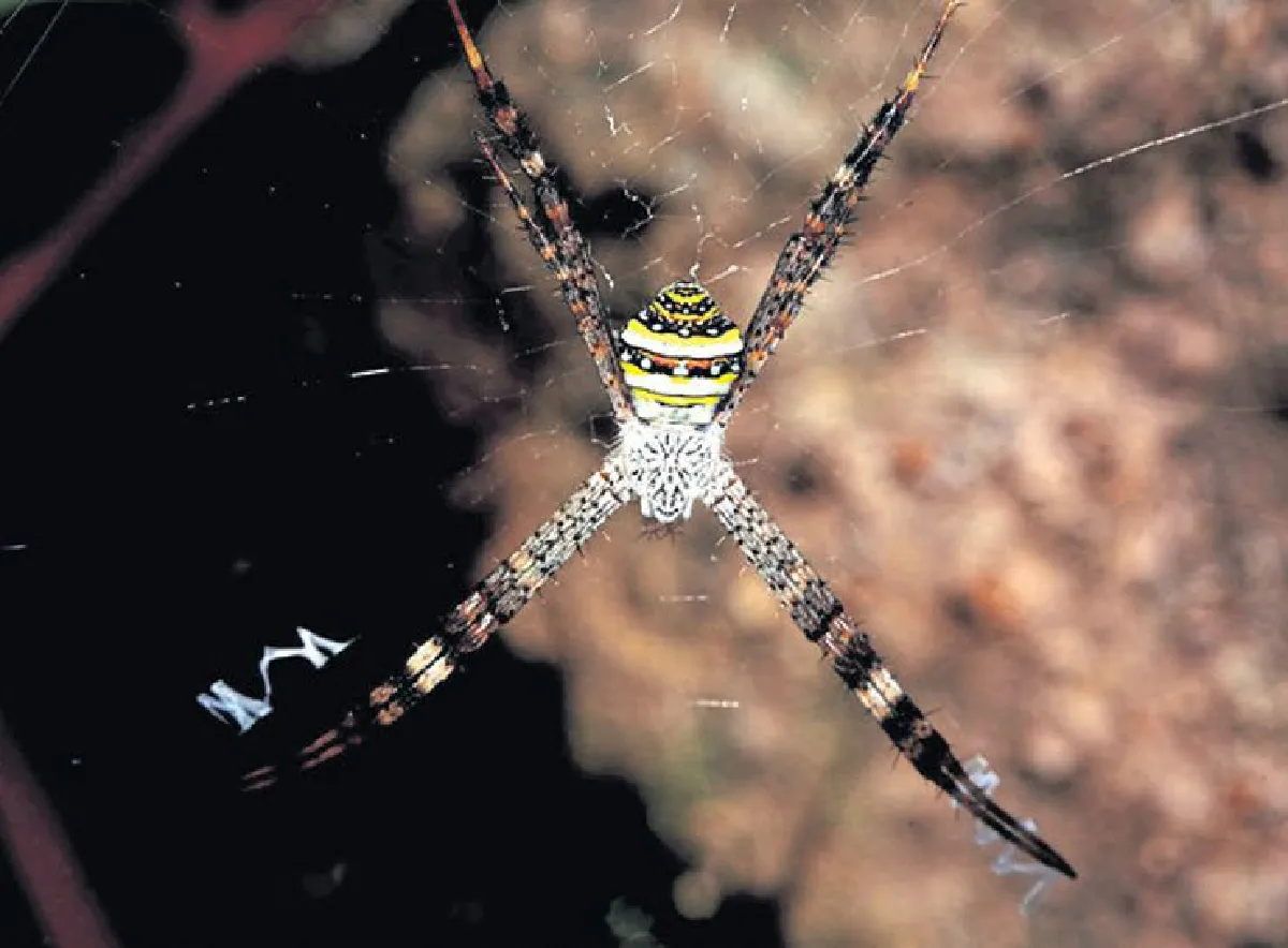 ความยิ่งใหญ่ของดอกไม้กระจิริด