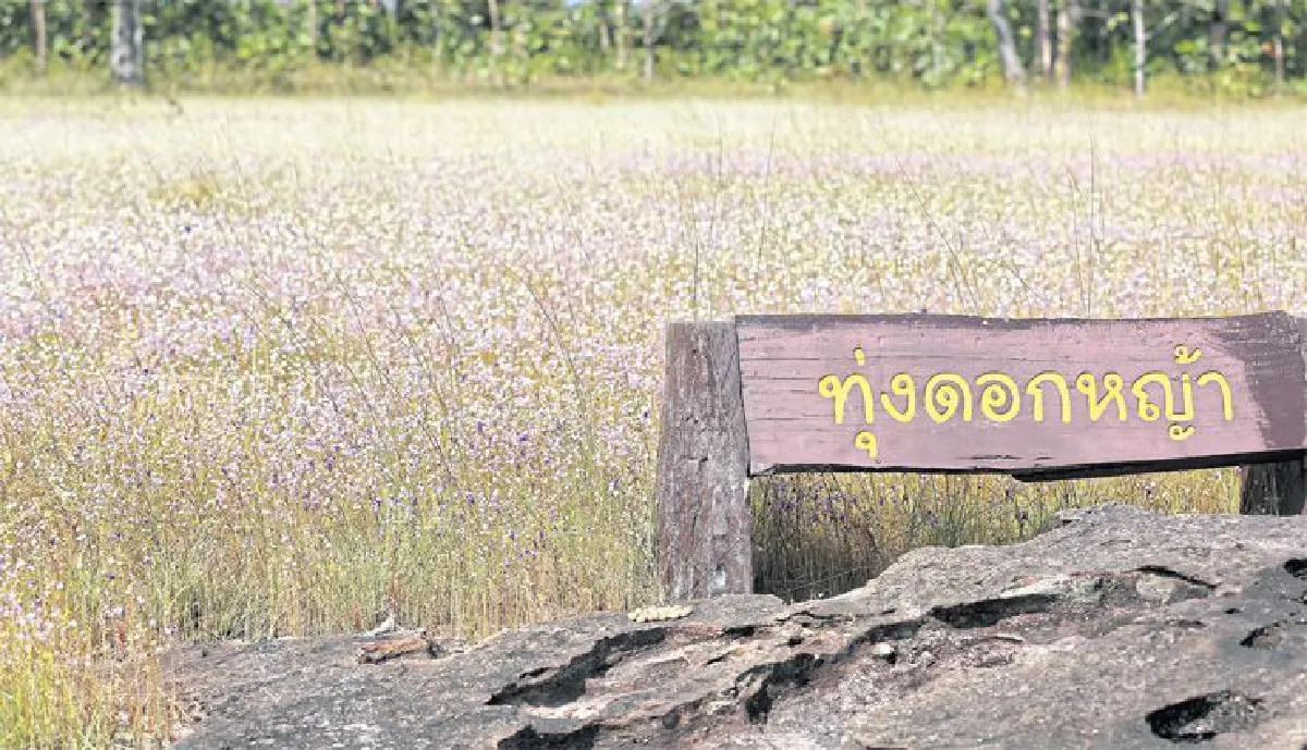 ความยิ่งใหญ่ของดอกไม้กระจิริด