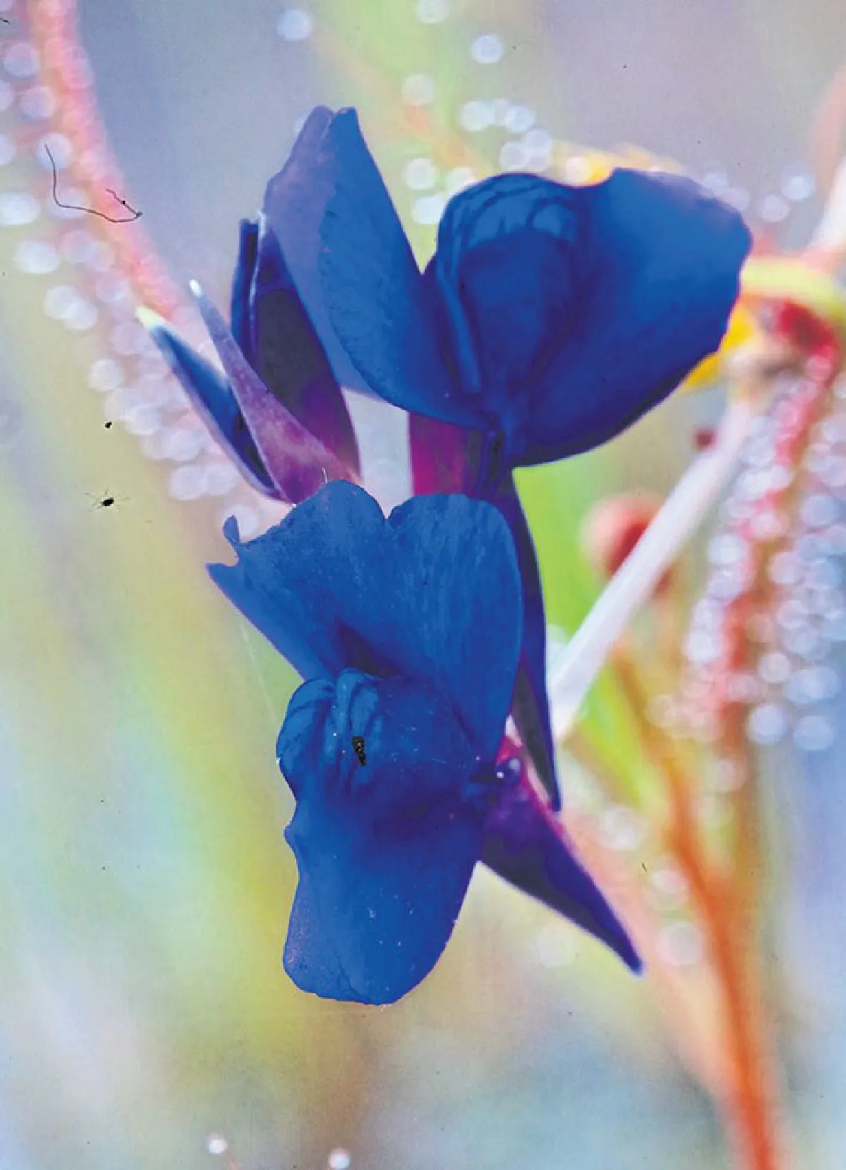 ความยิ่งใหญ่ของดอกไม้กระจิริด