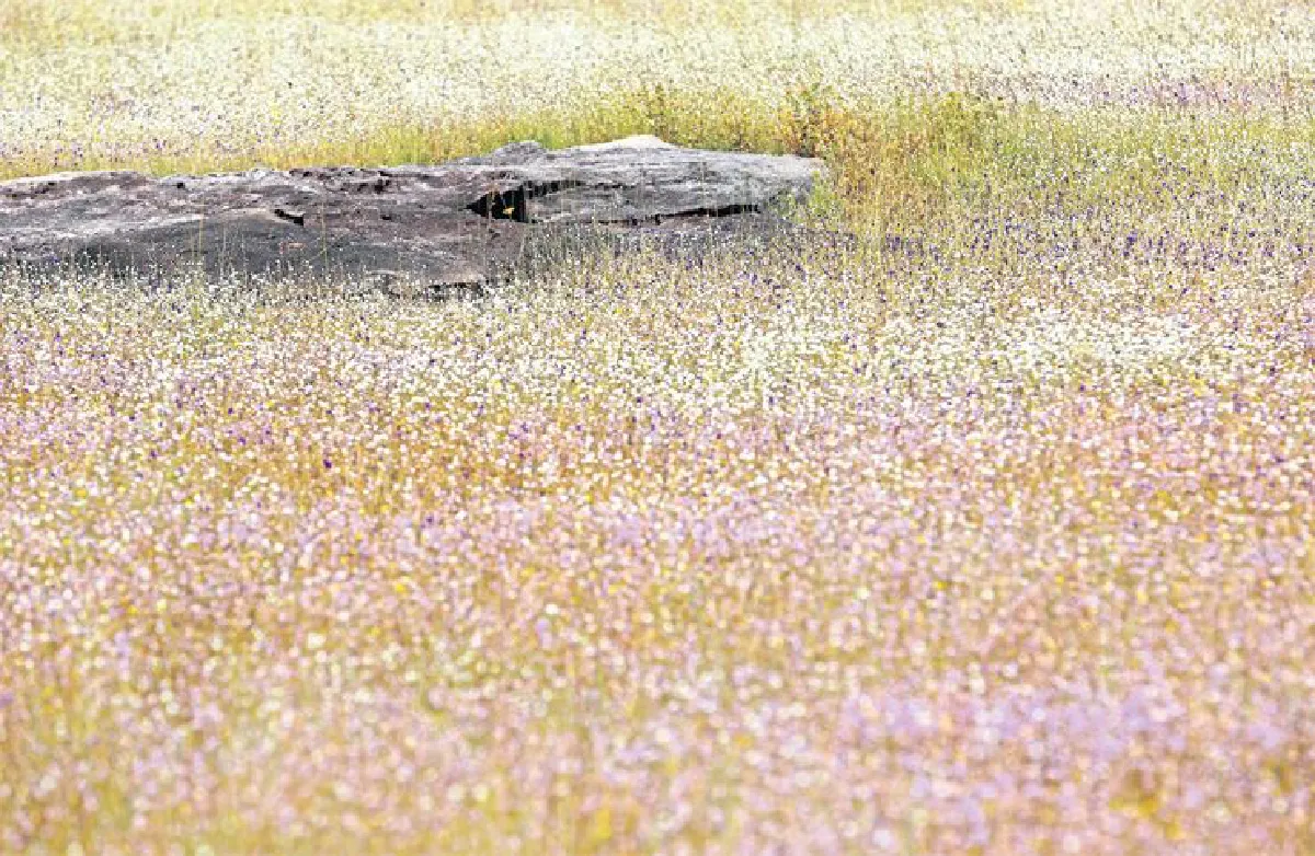 ความยิ่งใหญ่ของดอกไม้กระจิริด