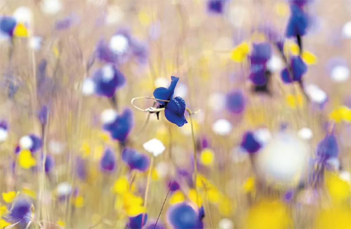 ความยิ่งใหญ่ของดอกไม้กระจิริด