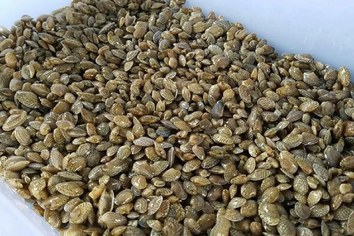 ปล่อยลูกหอยลาย-กุ้งแชบ๊วยคืนความสมบูรณ์ทะเลไทย