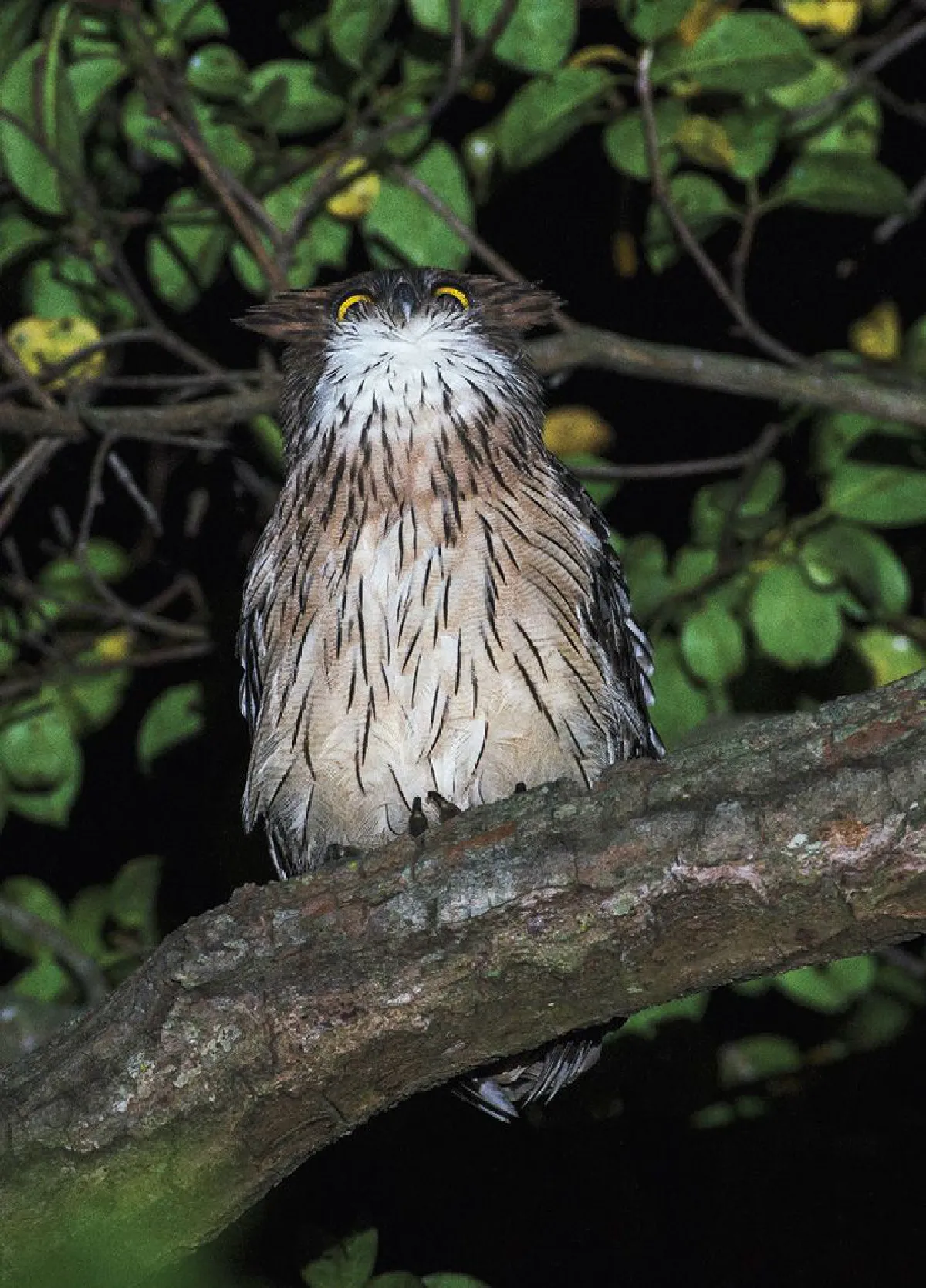 โหวตเสียงฮูก