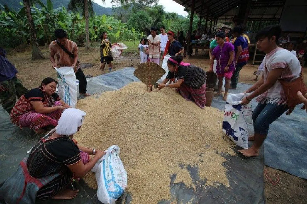 ชาวกะเหรี่ยงบางกลอยจัดพิธีเรียกขวัญข้าวฟื้นกำลังใจชุมชน