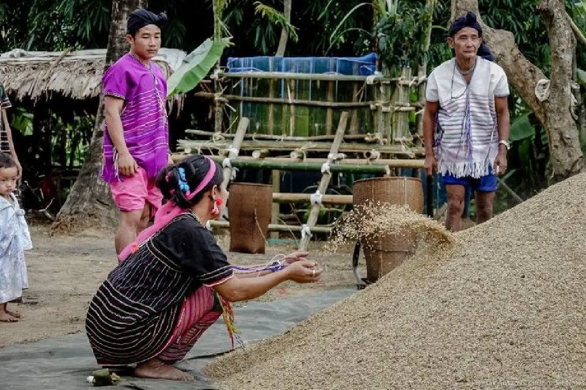 ชาวกะเหรี่ยงบางกลอยจัดพิธีเรียกขวัญข้าวฟื้นกำลังใจชุมชน