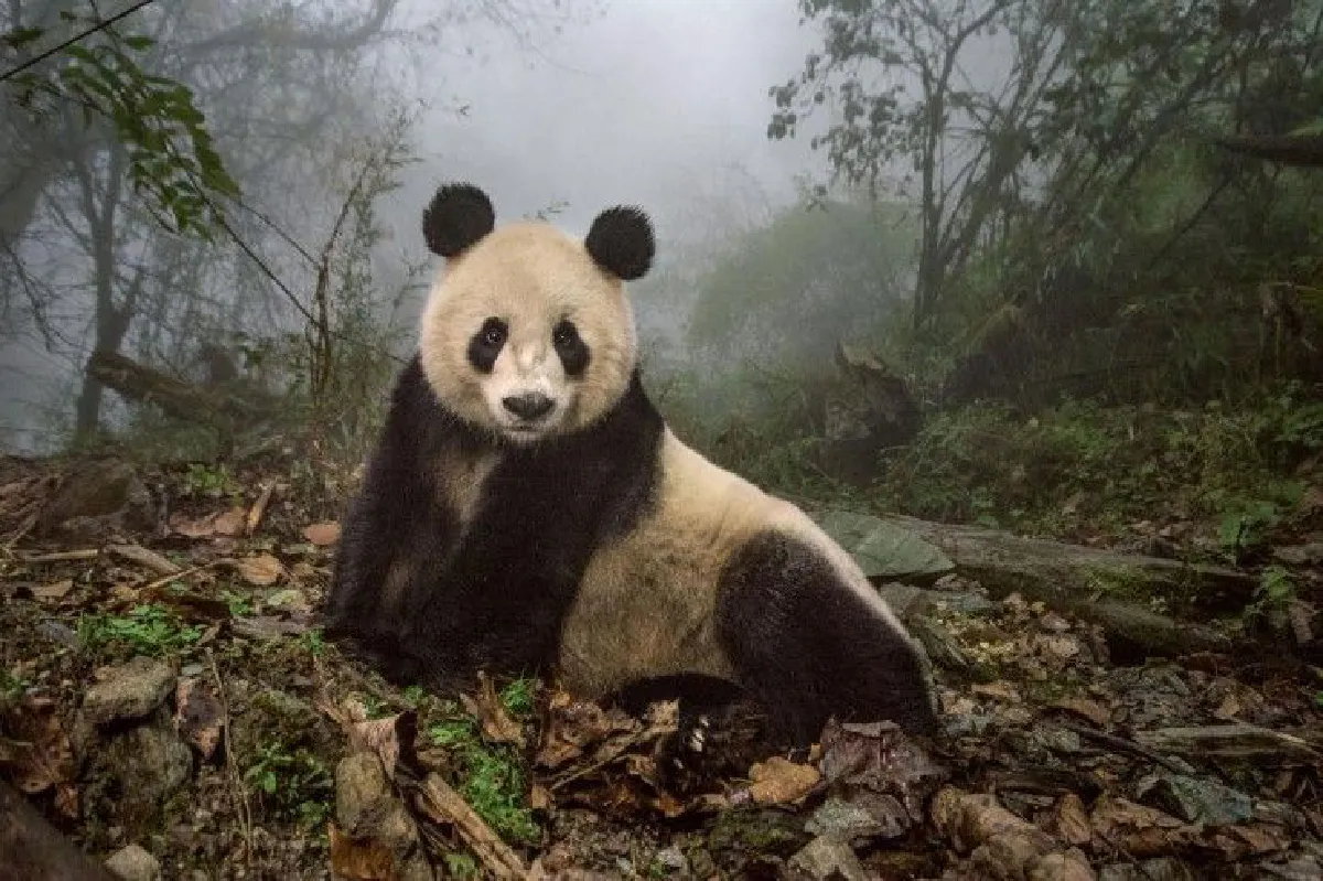 รวมภาพถ่ายที่ดีที่สุดในปีนี้ โดยเนชั่นแนล จีโอกราฟฟิก