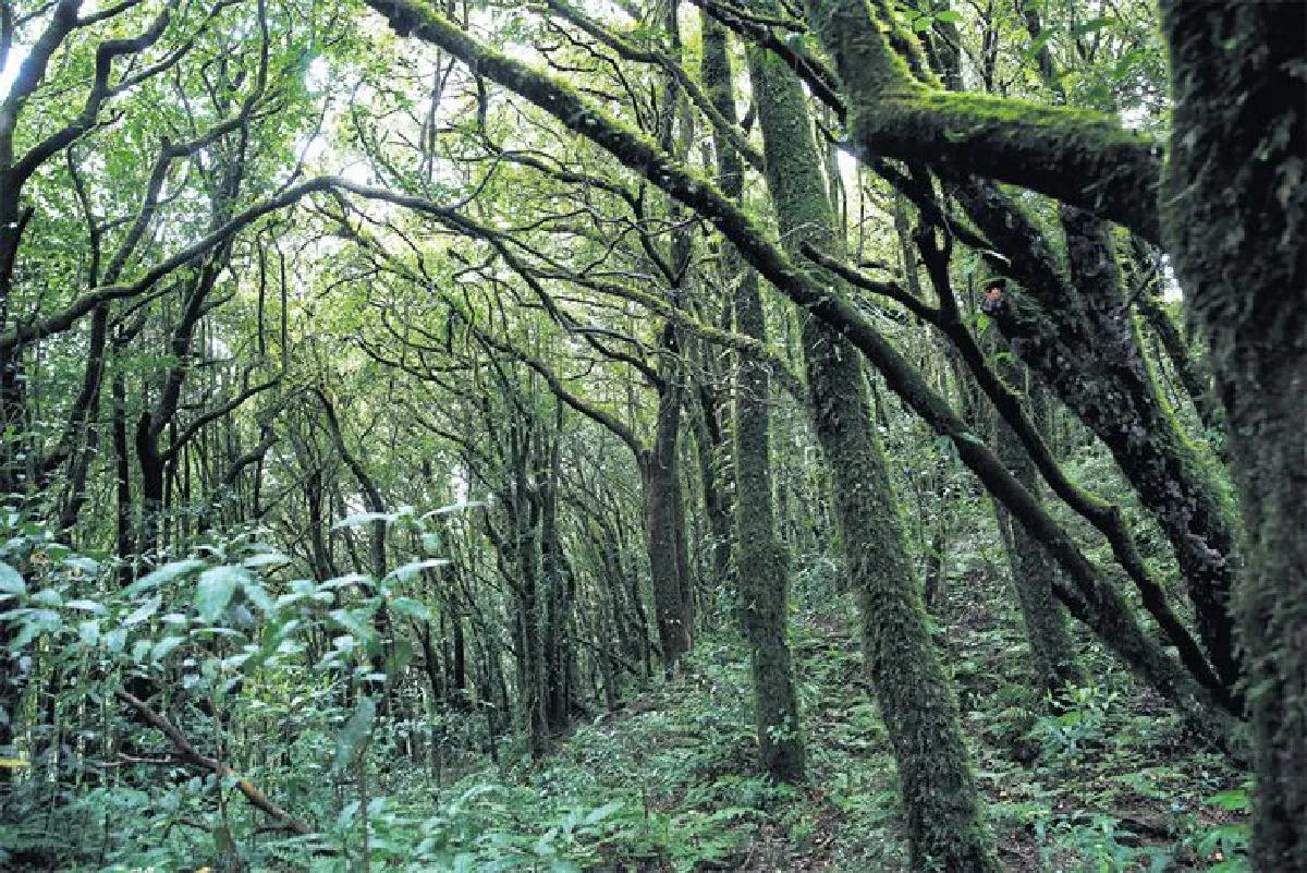 เดินทางพ่อ เรื่องเล่าจากดอยอินทนนท์