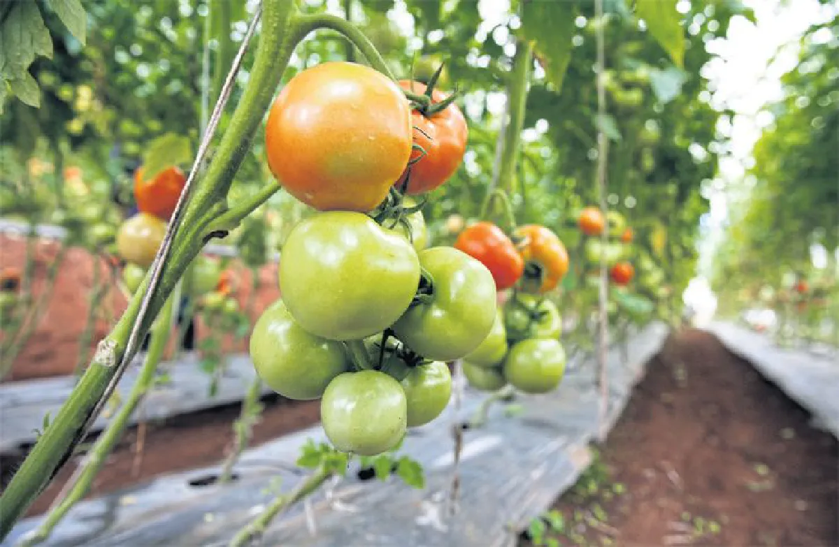 เดินทางพ่อ เรื่องเล่าจากดอยอินทนนท์