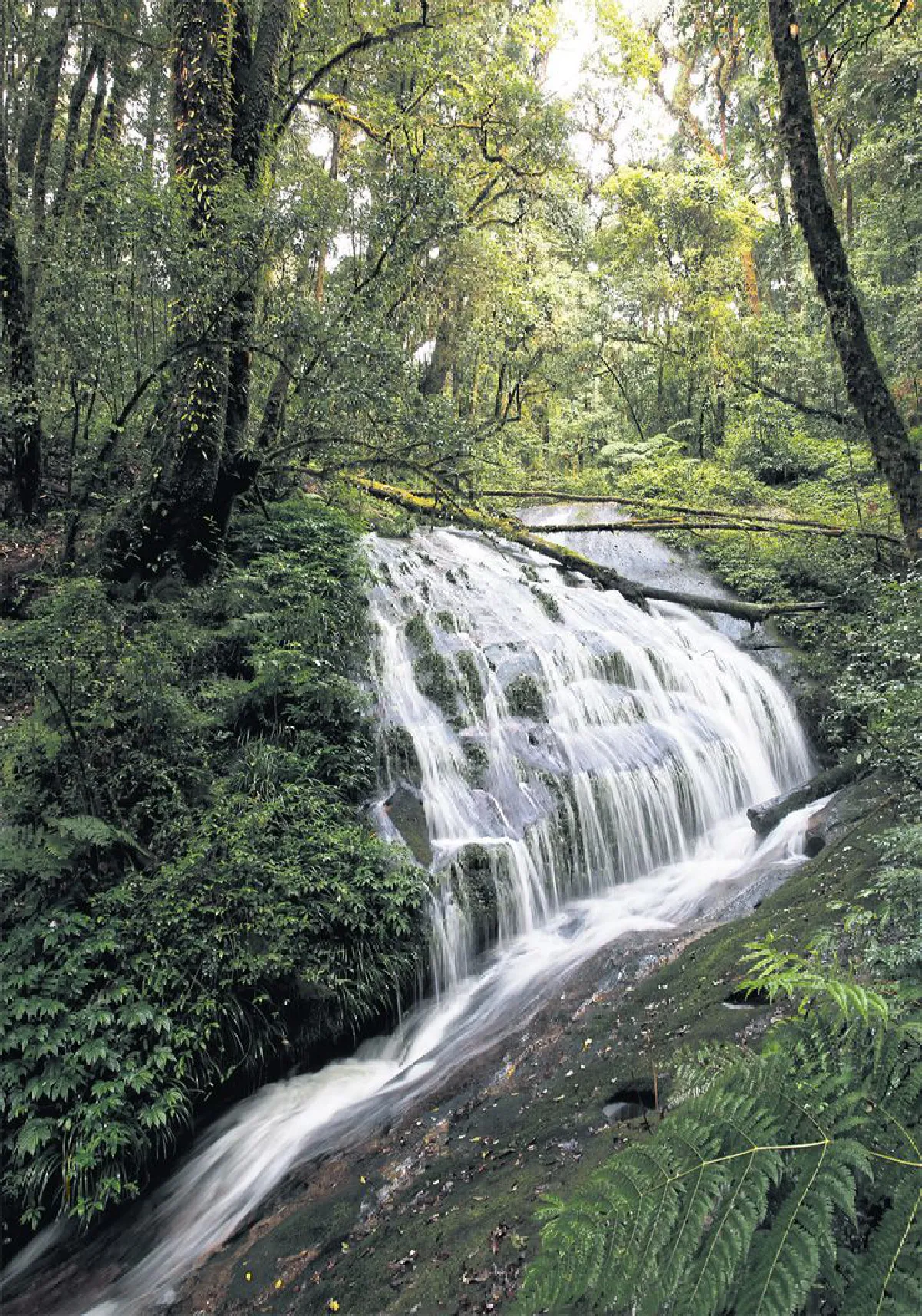 เดินทางพ่อ เรื่องเล่าจากดอยอินทนนท์