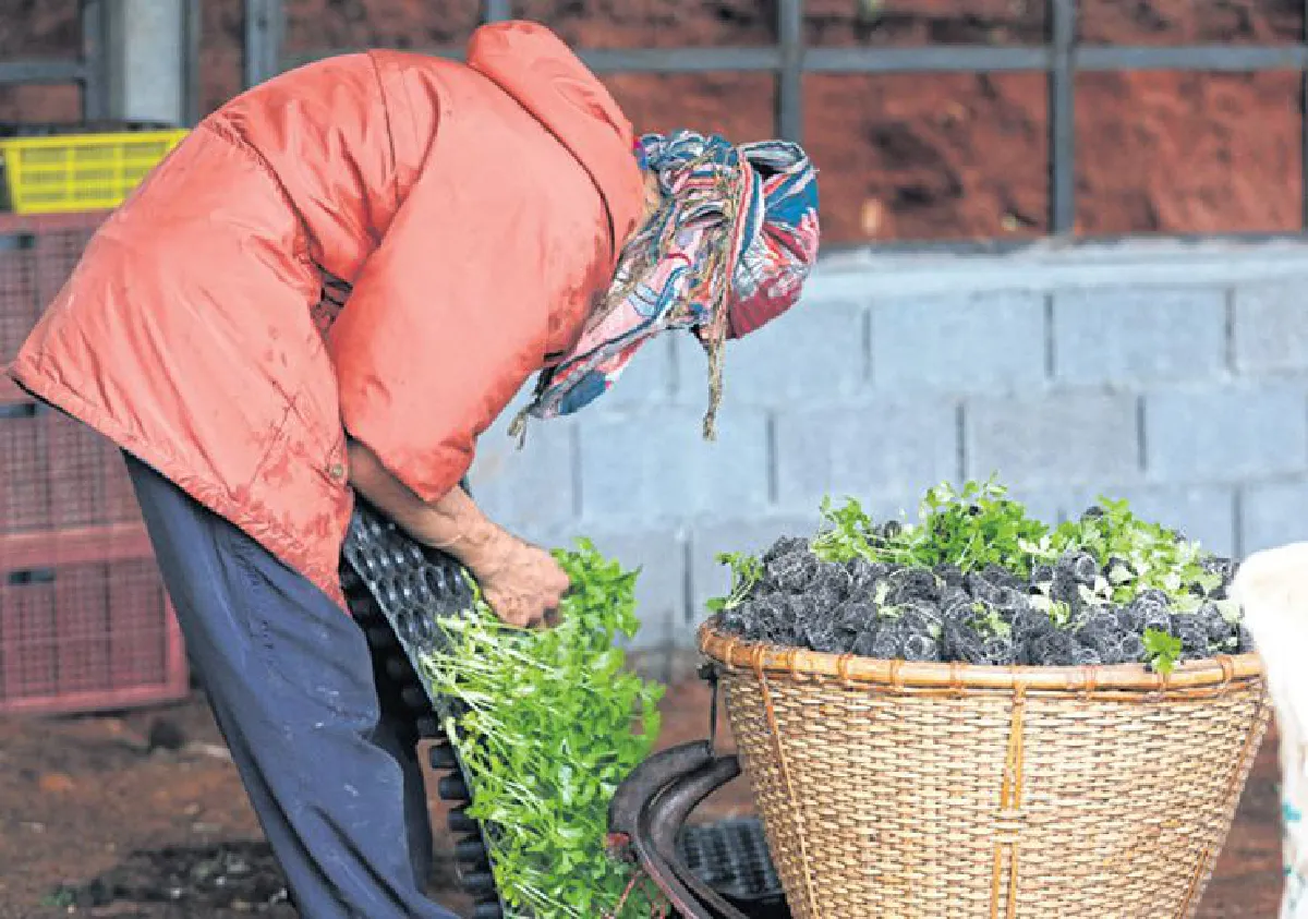 เดินทางพ่อ เรื่องเล่าจากดอยอินทนนท์