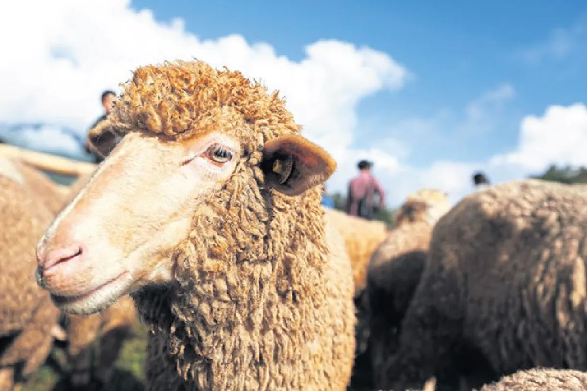 เดินทางพ่อ เรื่องเล่าจากดอยอินทนนท์