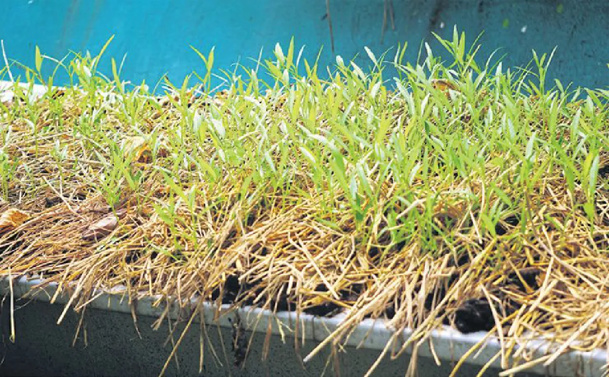 เดินทางพ่อ เรื่องเล่าจากดอยอินทนนท์