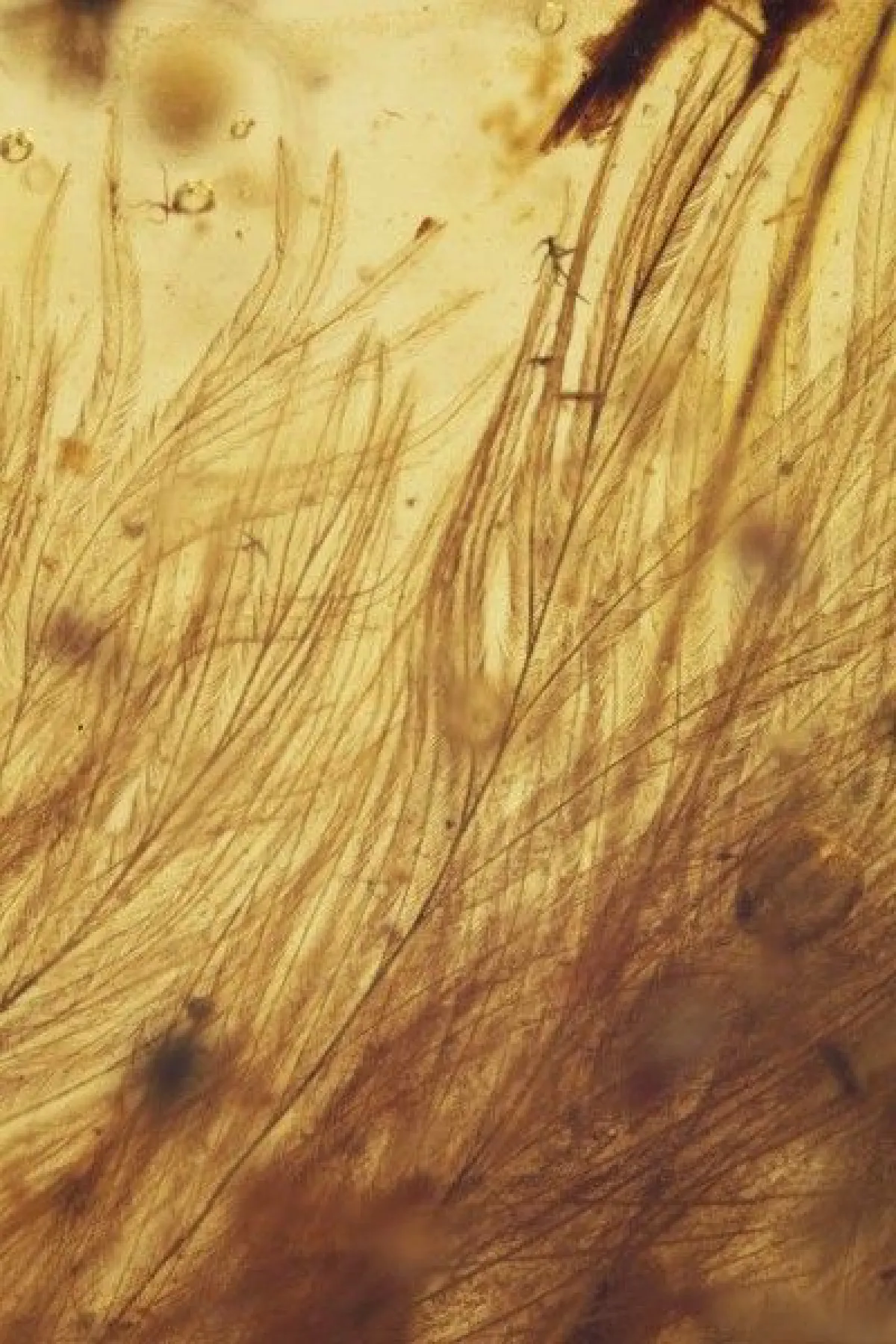 หางไดโนเสาร์ในอำพันอายุ 99 ล้านปี บทพิสูจน์ว่าแท้จริงไดโนเสาร์มีขน!