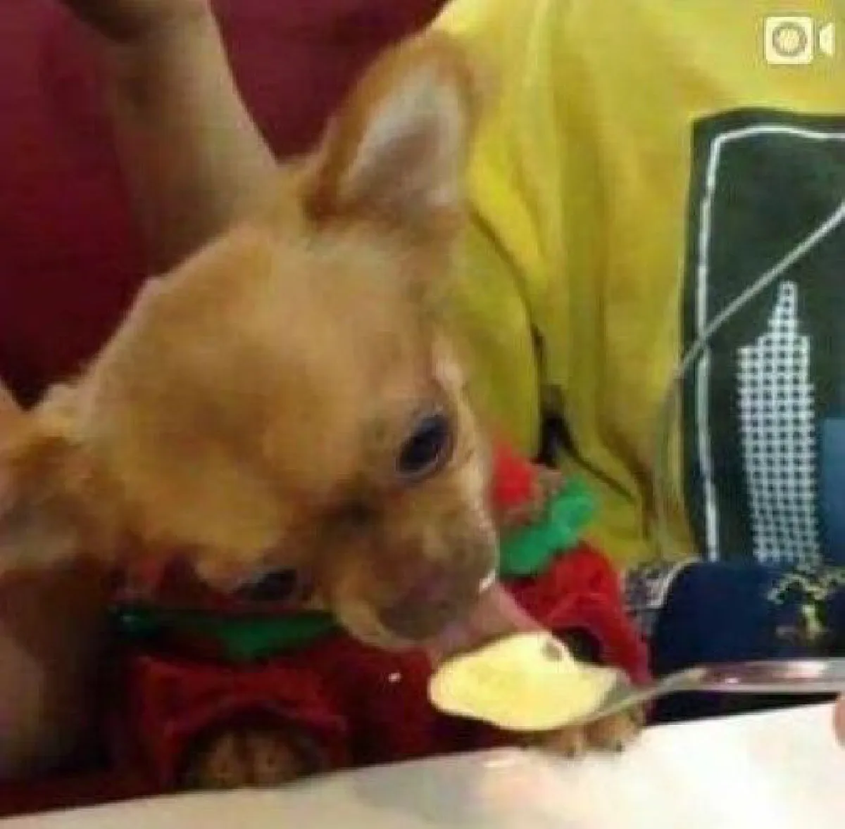 "รักสัตว์อย่างมีสติ" คาถาเตือนใจก่อนพาหมาแมวเที่ยวนอกบ้าน