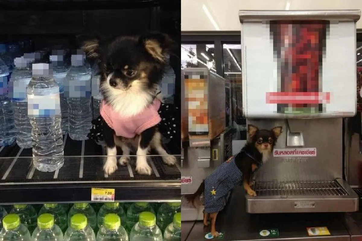 "รักสัตว์อย่างมีสติ" คาถาเตือนใจก่อนพาหมาแมวเที่ยวนอกบ้าน