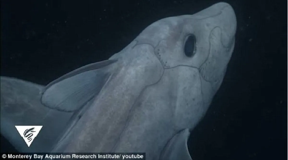 เผยวิดีโอฉลามผีลึกลับใต้ท้องทะเลเป็นครั้งแรก