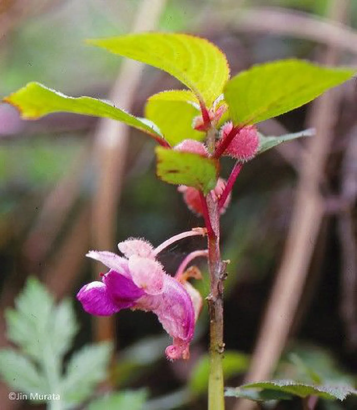 สุดทึ่ง!WWFค้นพบสิ่งมีชีวิต163ชนิดพันธุ์ใหม่ลุ่มน้ำโขง