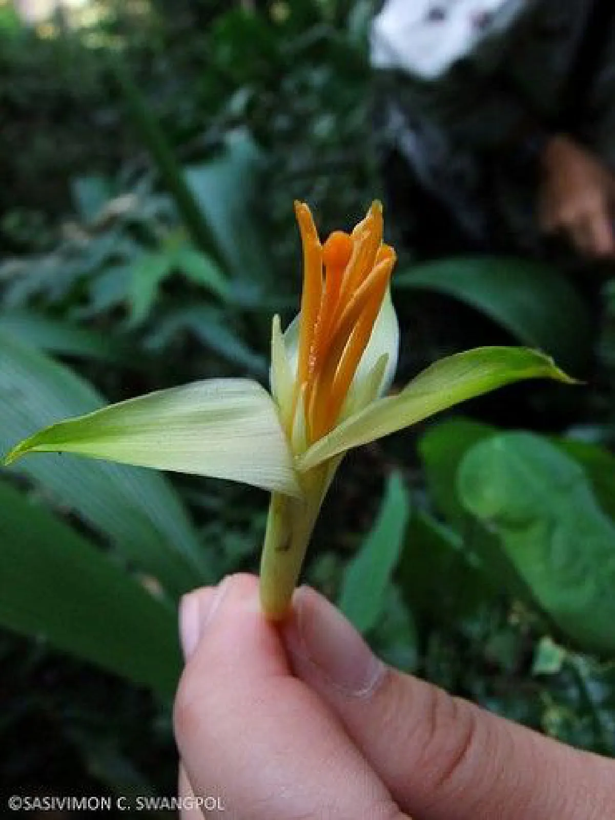 สุดทึ่ง!WWFค้นพบสิ่งมีชีวิต163ชนิดพันธุ์ใหม่ลุ่มน้ำโขง