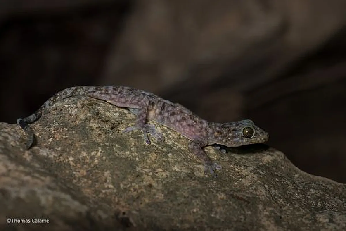 สุดทึ่ง!WWFค้นพบสิ่งมีชีวิต163ชนิดพันธุ์ใหม่ลุ่มน้ำโขง