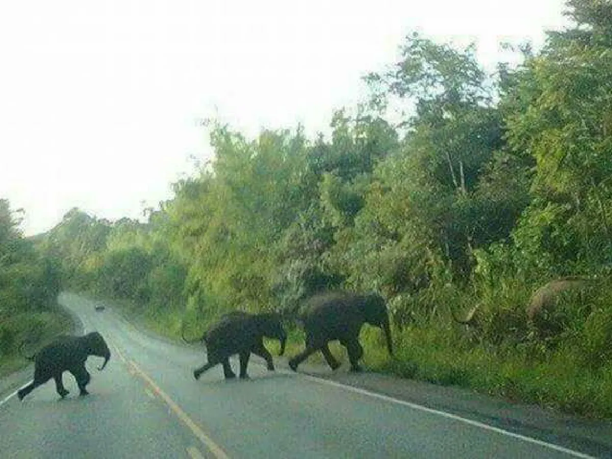 โซเชียลปลื้มประวิตรเบรกขยายถนนผ่าป่าน้ำหนาว