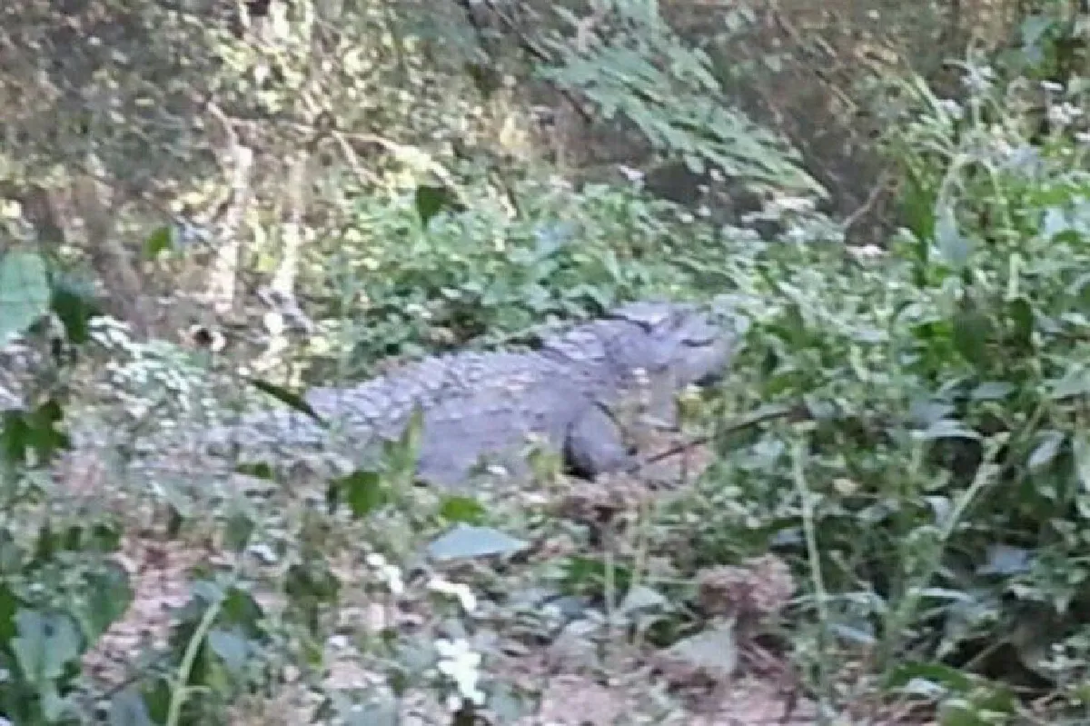 นักท่องเที่ยวเจอจระเข้เขาใหญ่งับบาดเจ็บ หลังพยายามถ่ายเซลฟี