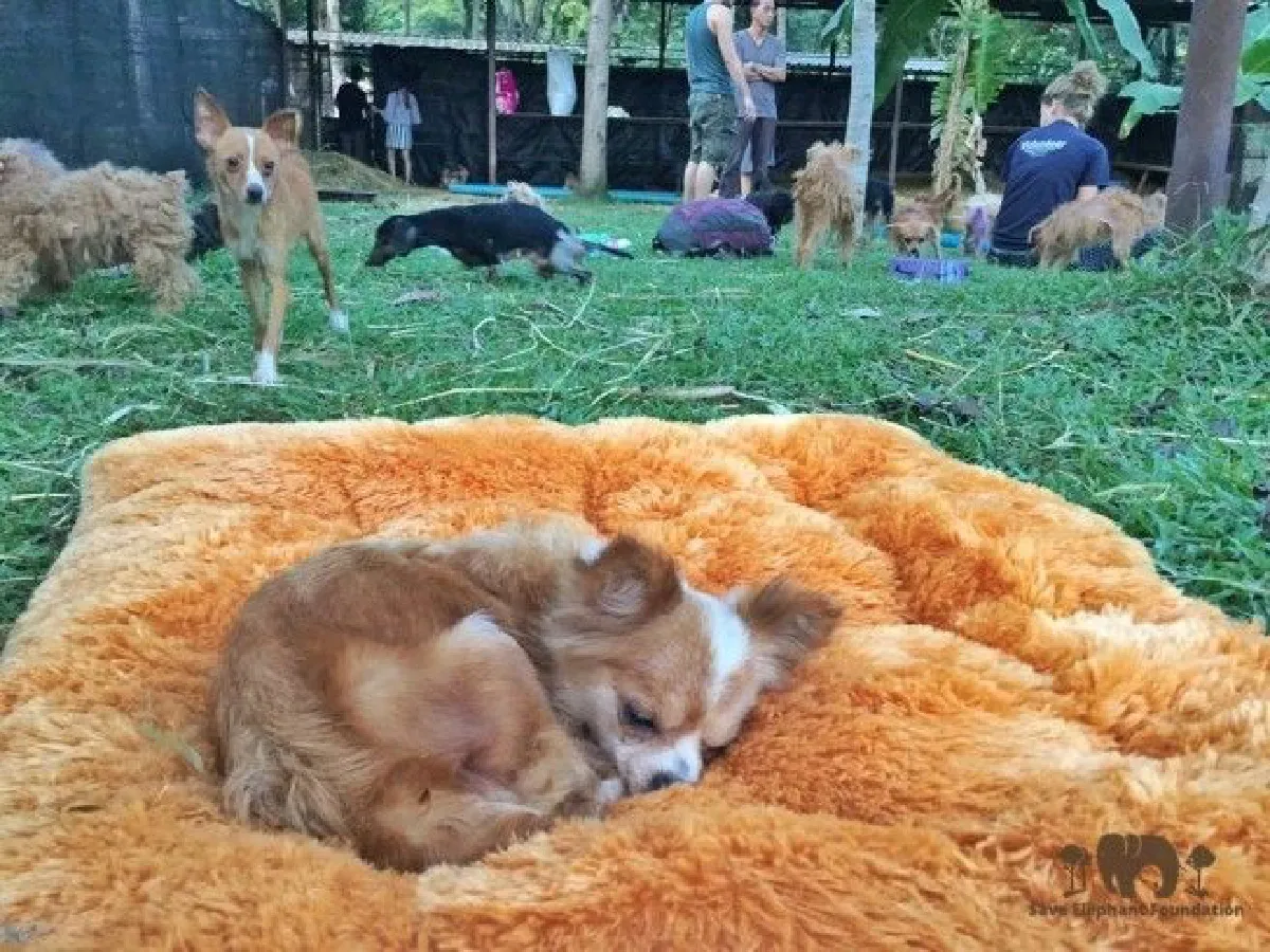 นรกบนดิน!ภาพการบุกทลายฟาร์มหมาเถื่อนจ.เชียงใหม่