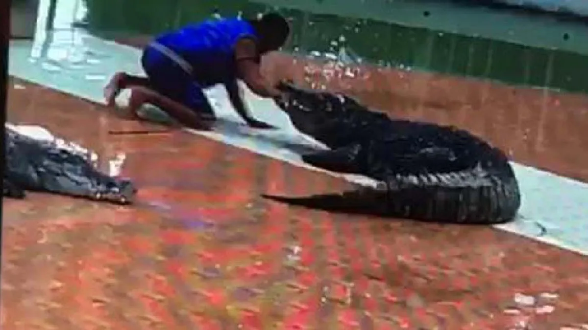 ระทึก!นักแสดงโชว์จระเข้พลาดท่าถูกงับมือหักที่นครสวรรค์