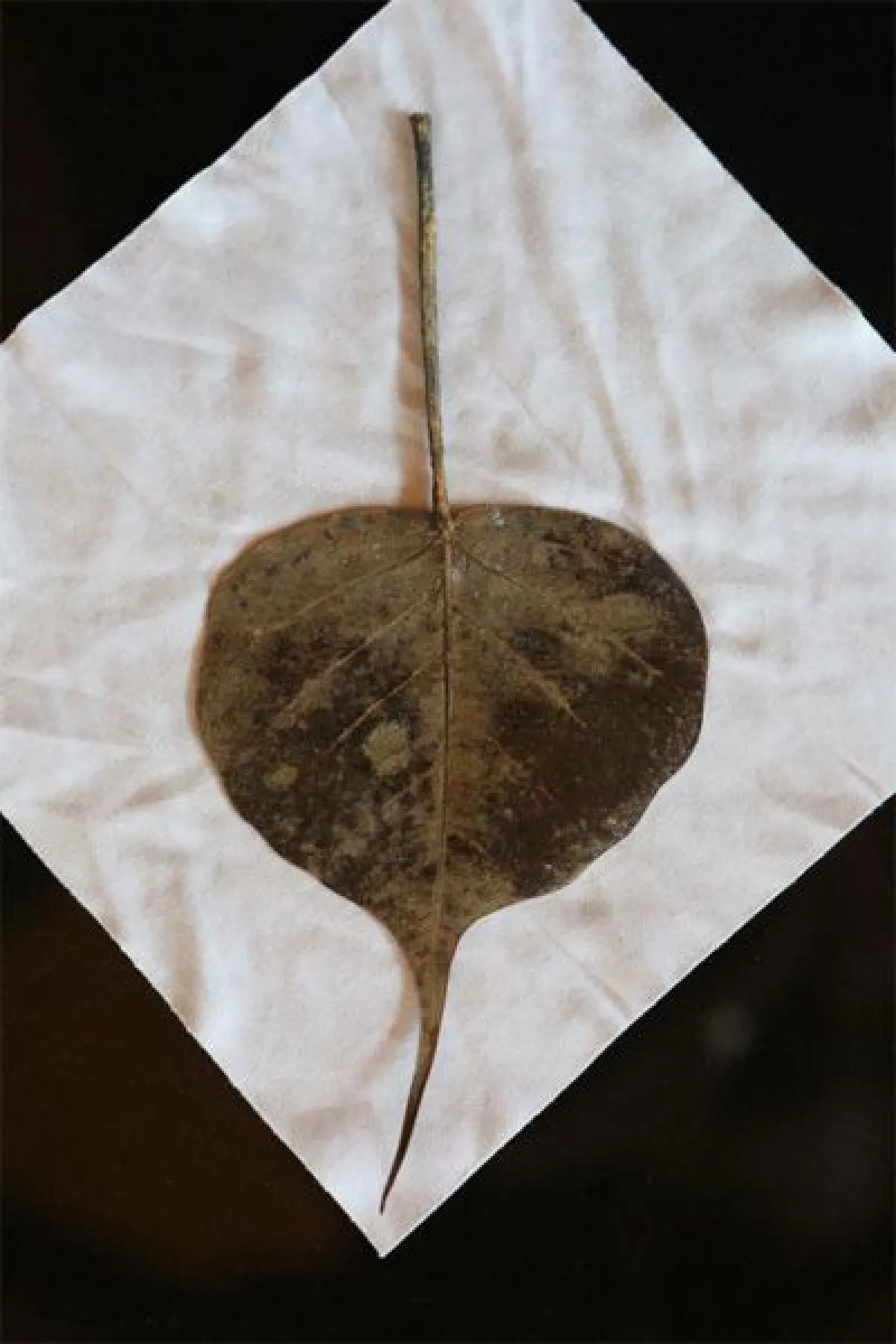 ปวารา อภิลพูลลาภ สิ่งใกล้กายดับความขุ่นใจ