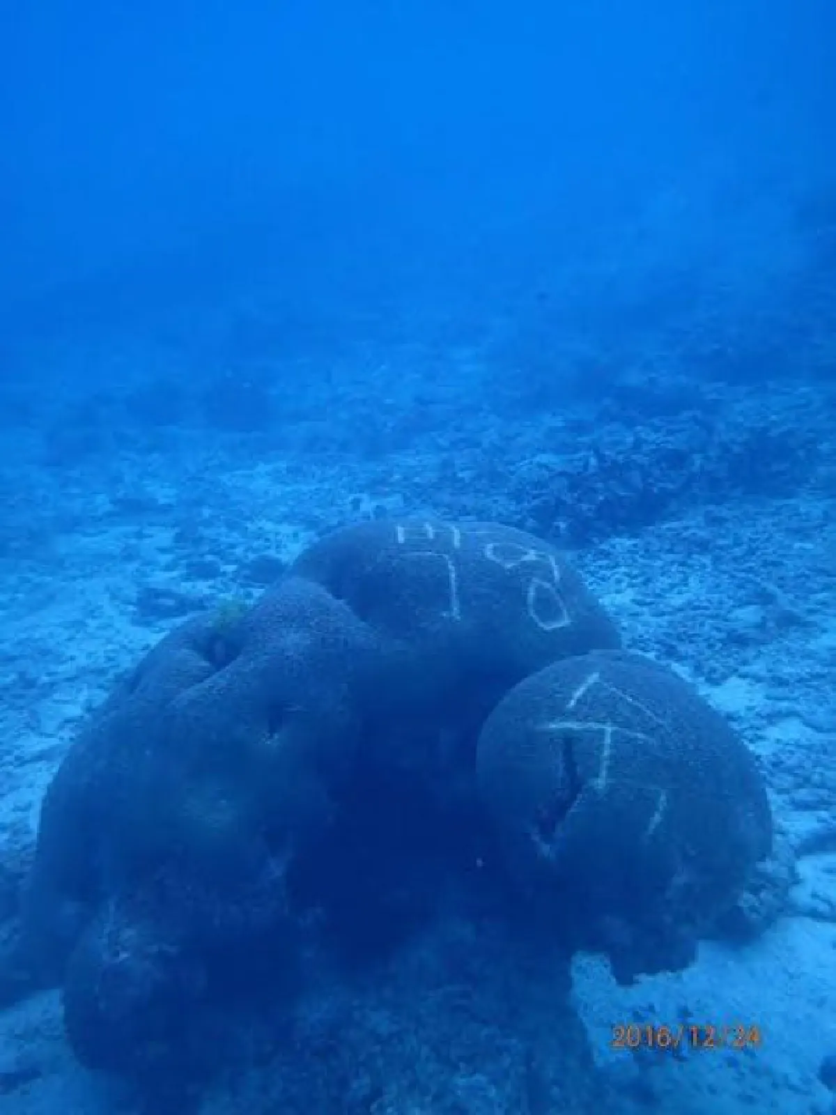 กรมทรัพยากรฯแจ้งเอาผิดครูสอน-นักเรียนดำน้ำเหยียบย่ำปะการัง