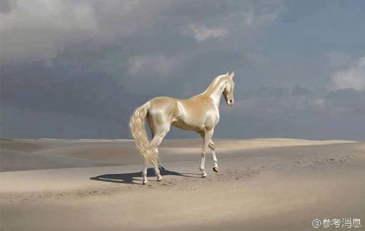 สง่างาม!ยลโฉม"อาชาเหงื่อโลหิต"ม้าพันธุ์หายากของโลก