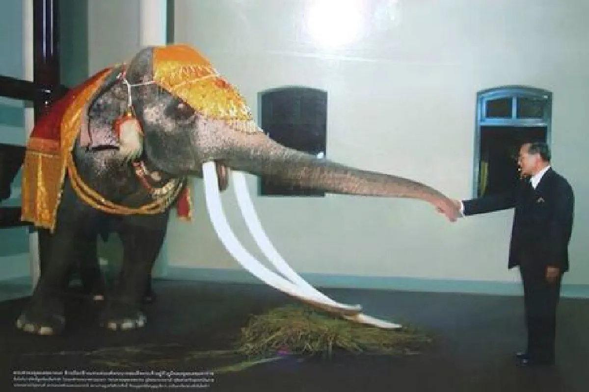 “คุณพระเศวตอดุลยเดชพาหน” ช้างเผือกในรัชกาลที่ 9